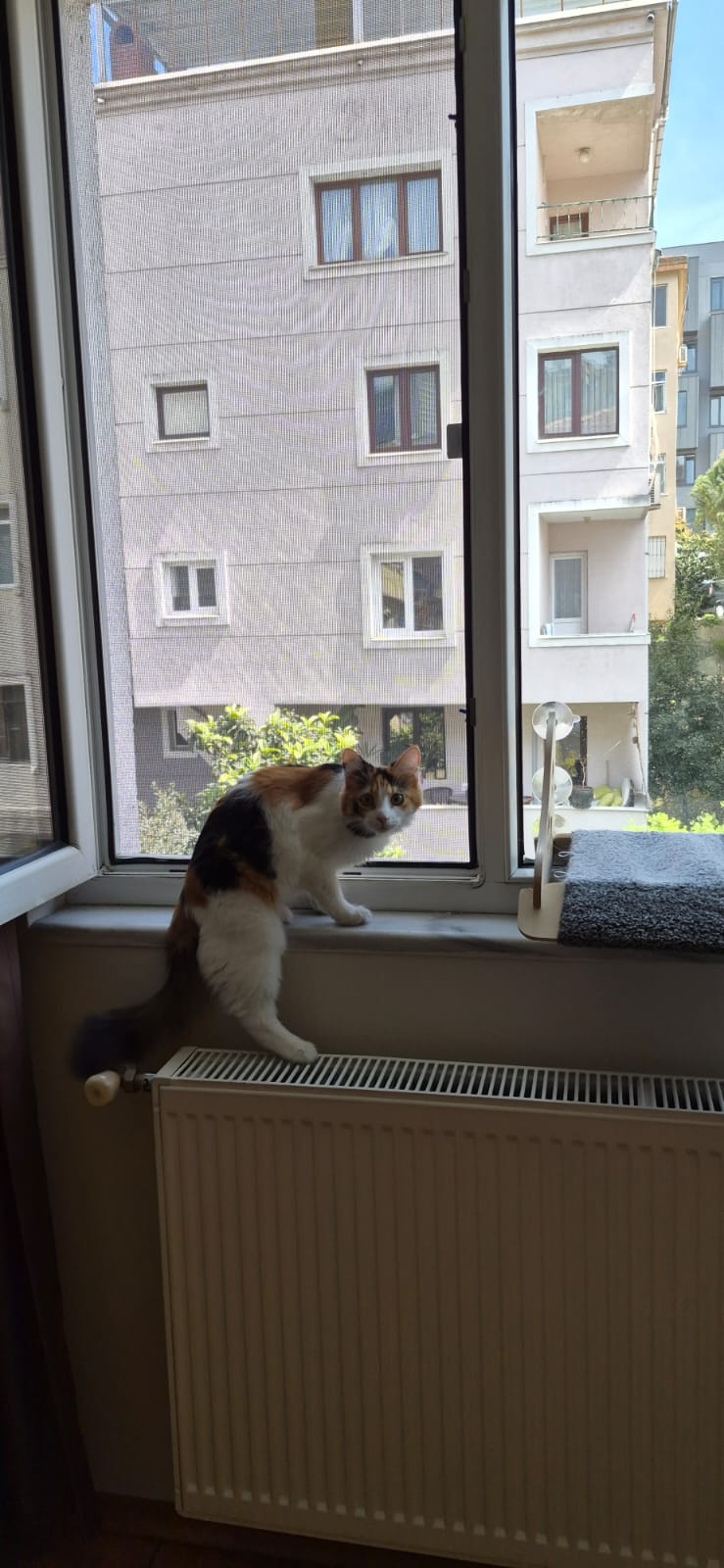 Nisa Pimapen Çalışmaları - kedi-sinekligi-pimapen-sinekligi-2