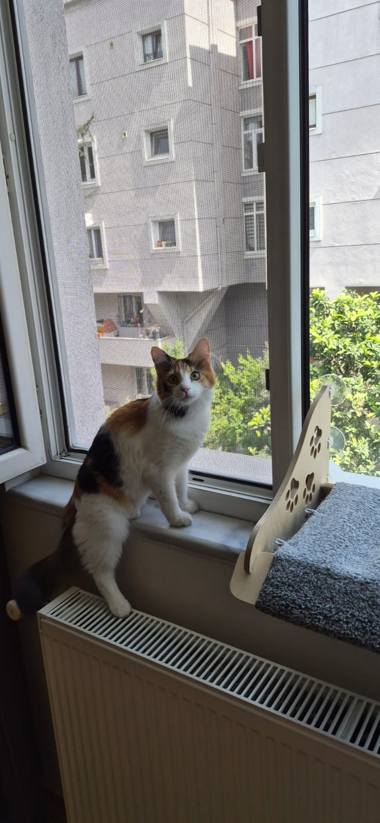 Nisa Pimapen Çalışmaları - kedi-sinekligi-pimapen-sinekligi-3