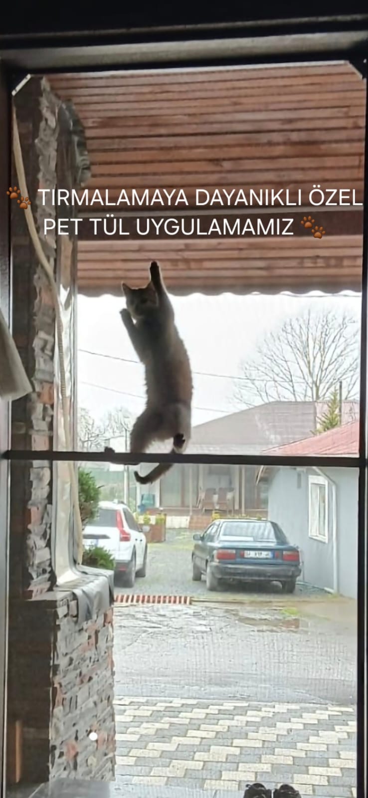 Nisa Pimapen Çalışmaları - kedi-sinekligi-pimapen-sinekligi-4-pet-tul