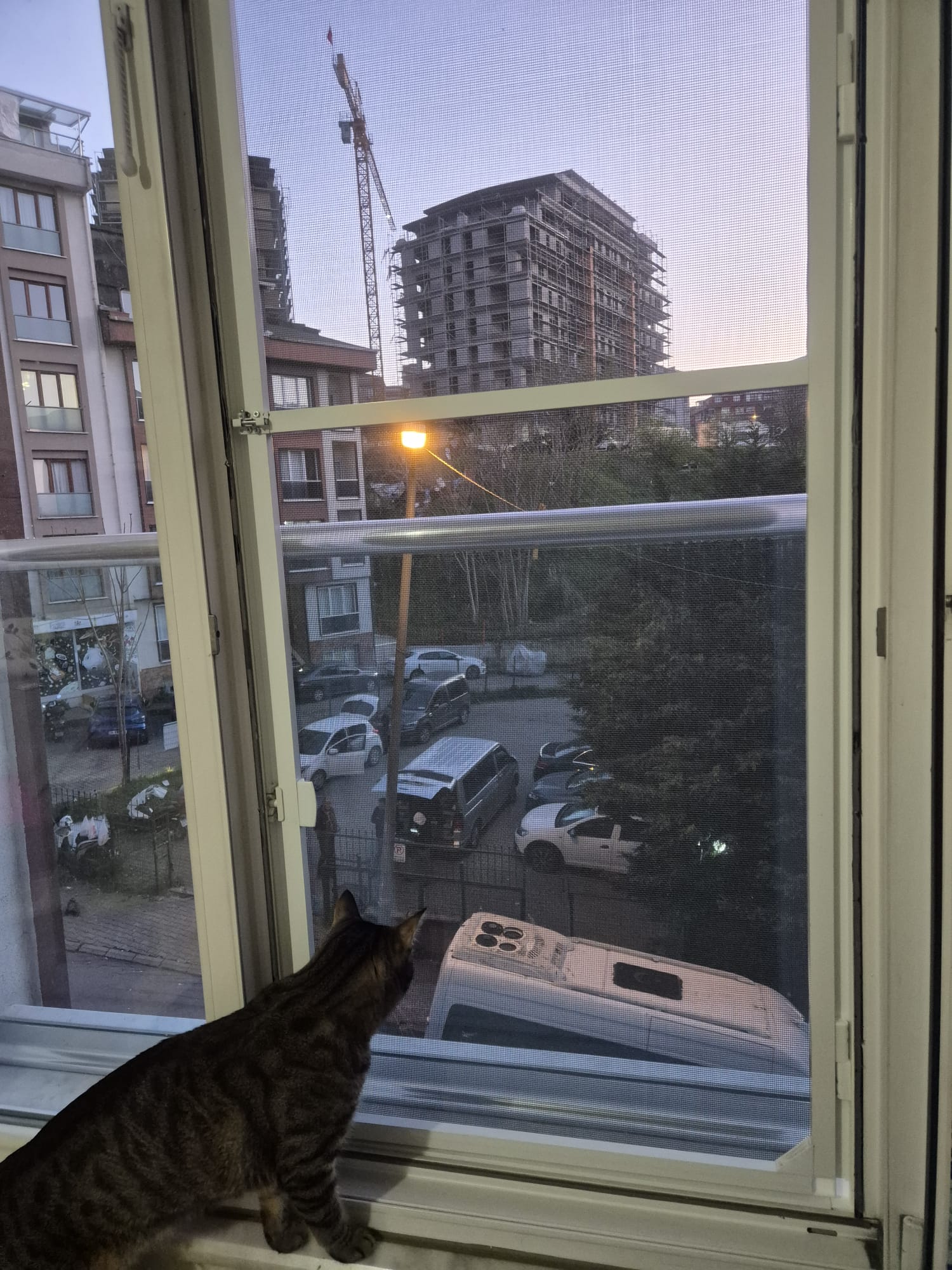 Nisa Pimapen Çalışmaları - kedi-sinekligi-pimapen-sinekligi-pet-tul-pet-mesh