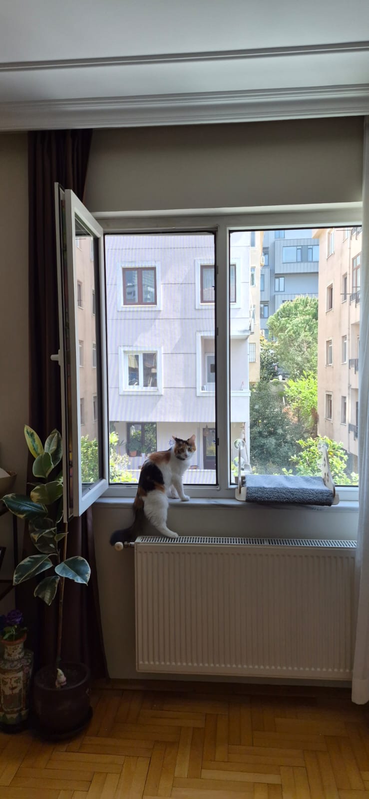 Nisa Pimapen Çalışmaları - kedi-sinekligi-pimapen-sinekligi