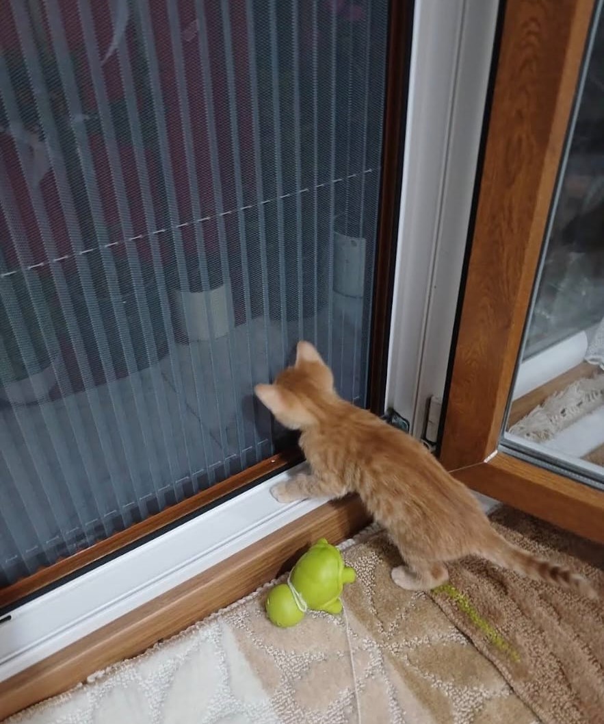 Nisa Pimapen Çalışmaları - kedi-sinekligi-pimapen-tamiri-pencere-sistemleri-10