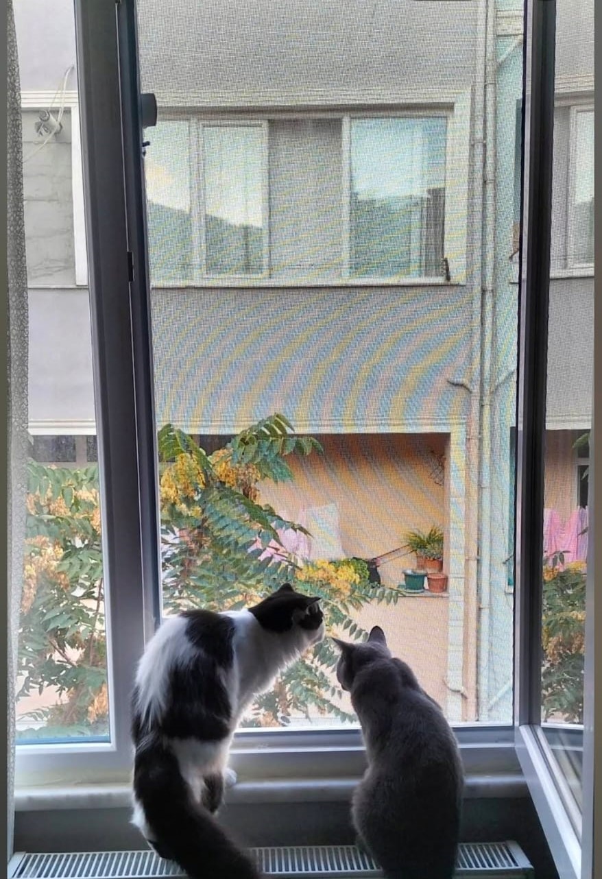 Nisa Pimapen Çalışmaları - kedi-sinekligi-pimapen-tamiri-pencere-sistemleri-9